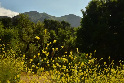 DSC_6440 (Large).JPG